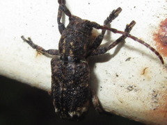 Pterolophia granulata