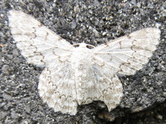 Pingasa pseudoterpnaria