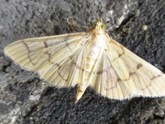 Herpetogramma rudis