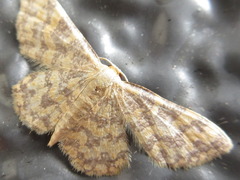 Idaea auricruda