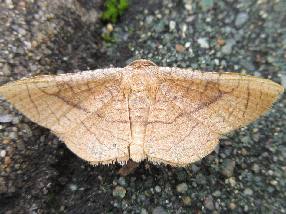 Striglina fixseni