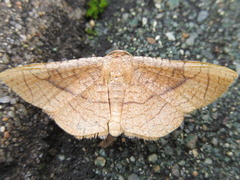 Striglina fixseni