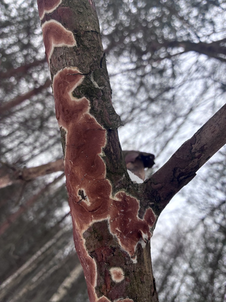 Meruliopsis taxicola · March 2026 · photo: © kseniya_kuzmicheva (iNaturalist, cc-by)