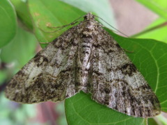 Alcis angulifera