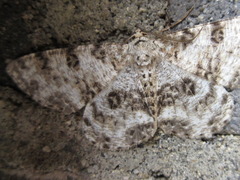 Ophthalmitis albosignaria
