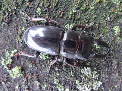 Serrognathus consentaneus