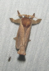 Lebedodes rufithorax