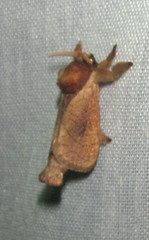 Lebedodes rufithorax