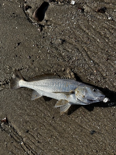 Golden croaker (Micropogonias altipinnis) — Sciaenidae