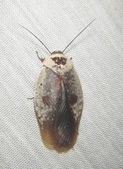 Gyna caffrorum