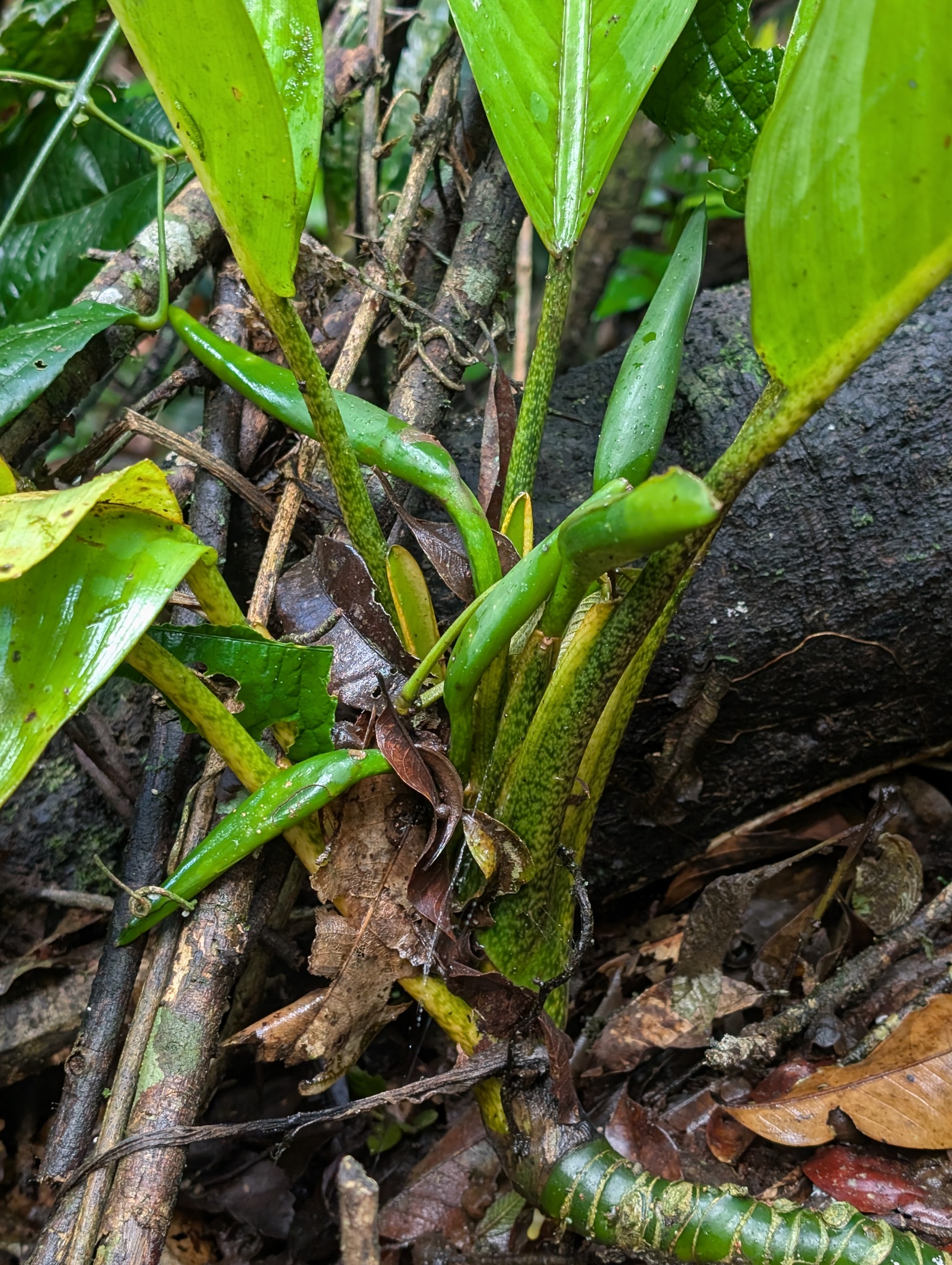 Dieffenbachia humilis Poepp.
