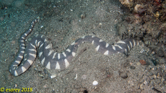 Acrochordus granulatus