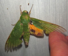 Euchloron megaera