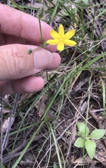 Hypoxis pratensis