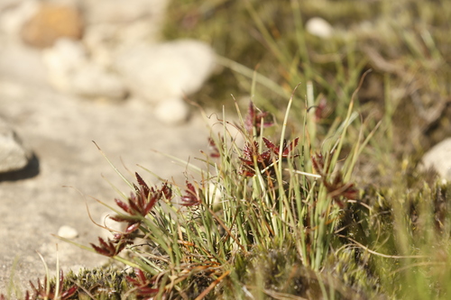 Red Sedge (Cyperus rupestris)