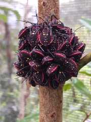 Pachylis pharaonis