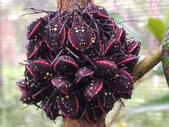 Pachylis pharaonis