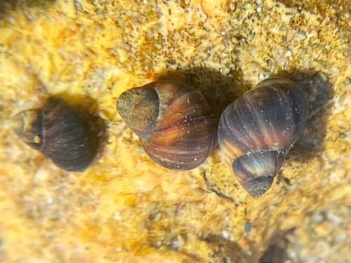 Melarhaphe neritoides