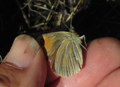 Argyrophenga janitae