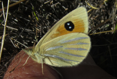 Argyrophenga janitae