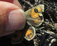 Argyrophenga janitae