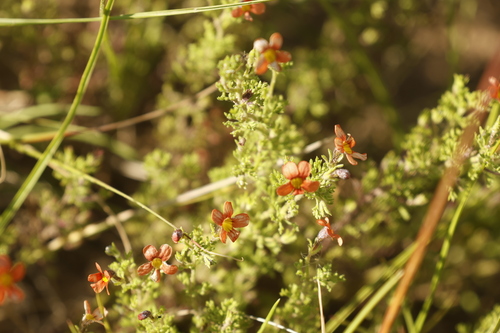 Gold Jaybee (Jamesbrittenia aurantiaca)