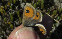 Argyrophenga janitae