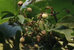 Clematis hedysarifolia