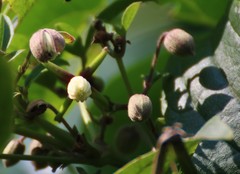 Clematis hedysarifolia