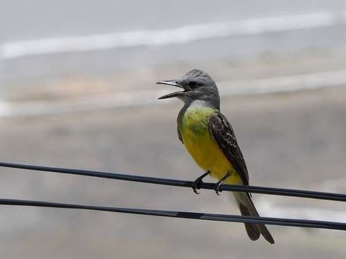 Tropical Kingbird
