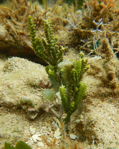 Caulerpa cupressoides observed 2026-02-12
