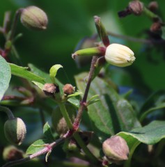 Clematis hedysarifolia