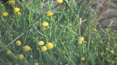 Pentzia sphaerocephala