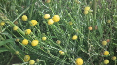 Pentzia sphaerocephala