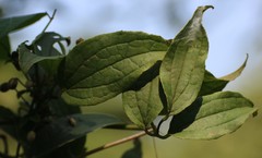 Clematis hedysarifolia