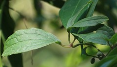 Clematis hedysarifolia