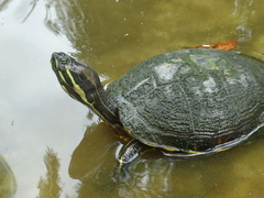 Trachemys venusta venusta