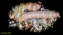 Aipysurus laevis