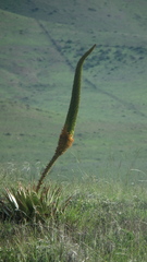 Aloe broomii