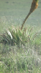 Aloe broomii