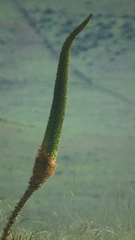 Aloe broomii