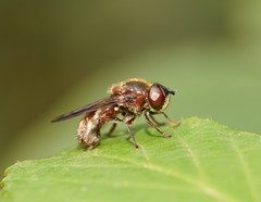Microdontinae