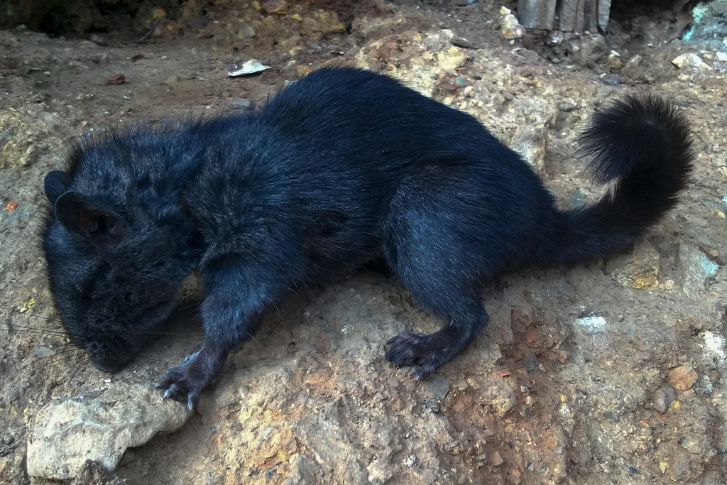 Laotian Rock Rat in March 2015 by Thomas Calame. In this market ...