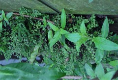 Adiantum capillus-veneris
