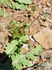 Desmodium varians