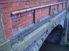 Adiantum capillus-veneris