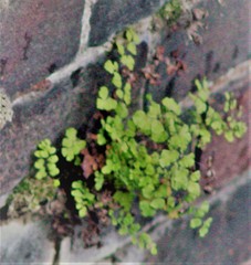 Adiantum capillus-veneris