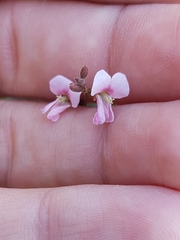 Desmodium varians