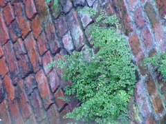 Adiantum capillus-veneris