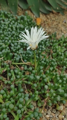 Frithia humilis